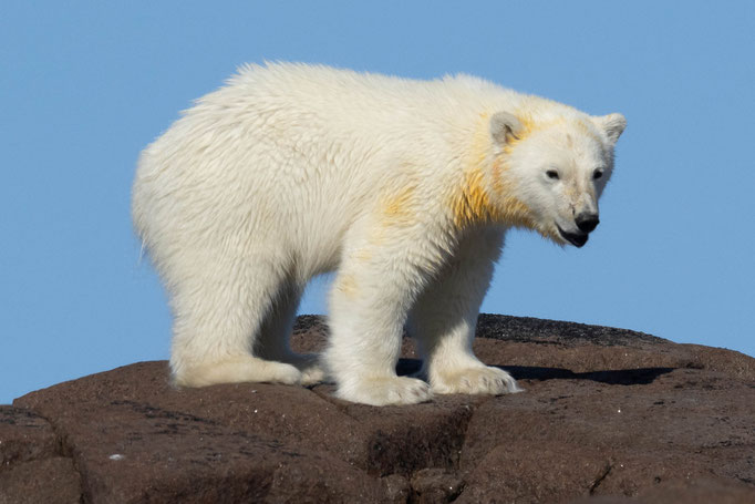 Eisbär