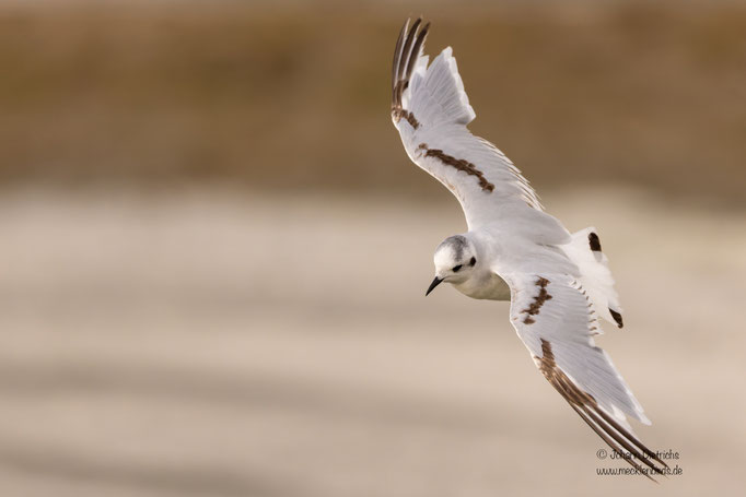 Zwergmöwe, diesjährig