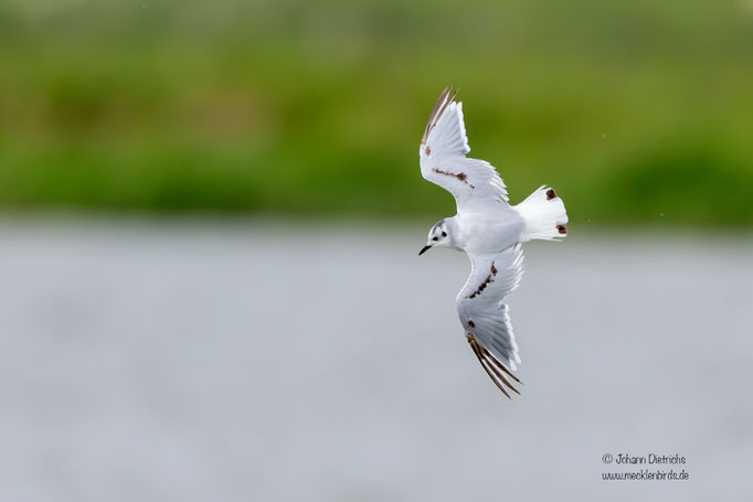 Zwergmöwe, Schlichtkleid