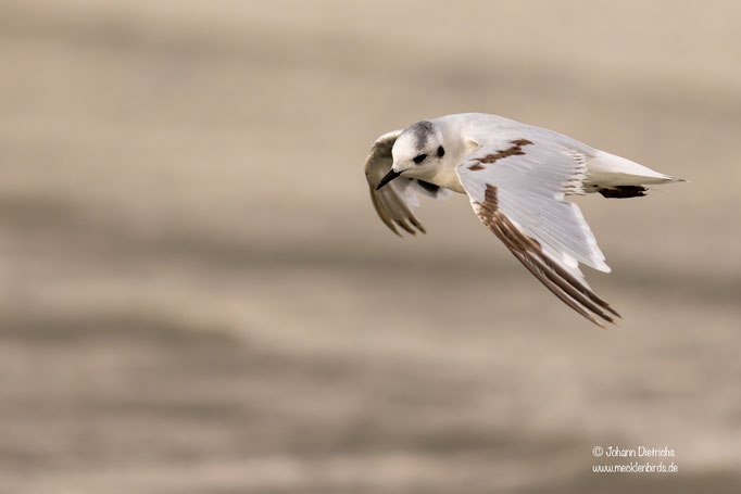 Zwergmöwe, diesjährig