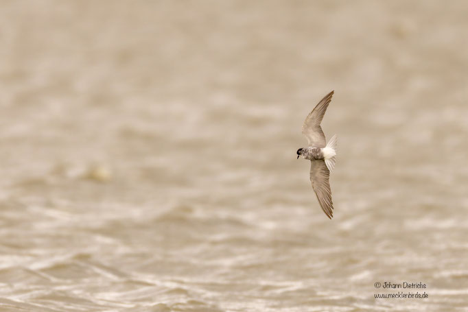 Trauerseeschwalbe, diesjährig
