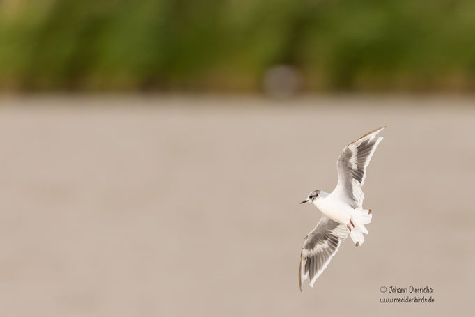 Zwergmöwe, mausert vom Pracht- ins Schlichtkleid