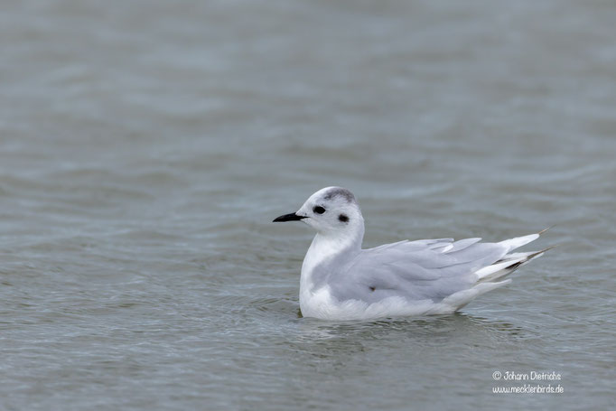 Zwergmöwe, Schlichtkleid