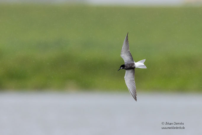 Trauerseeschwalbe, adult