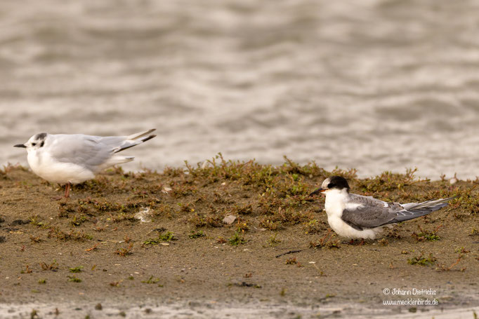 Trauerseeschwalbe, diesjährig