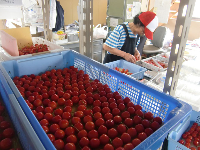 6月 箱詰め作業