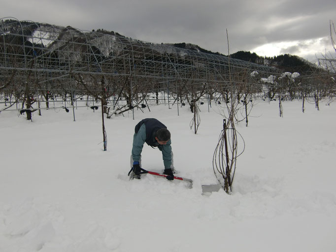 1月 雪堀り 雪下ろし