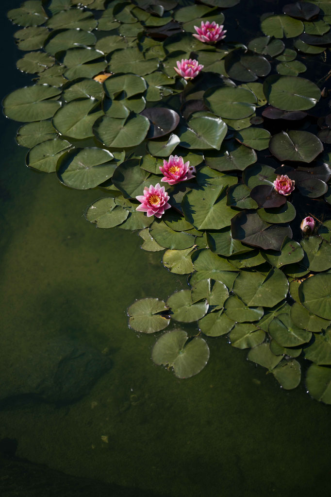 Seerosen - NESSLERHOF in Großarl • 5-Sterne-Wellnesshotel im Salzburger Land _fullwidth-gallery-splash