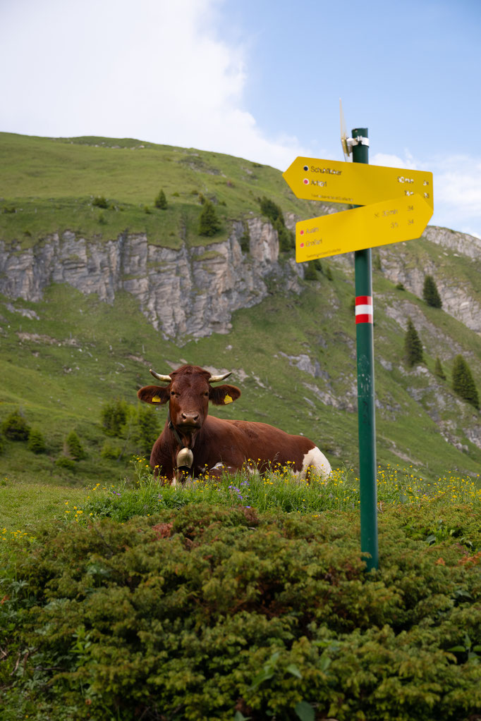 Kuh vor dem Wegschild zum Schuhflicker im Großarltal