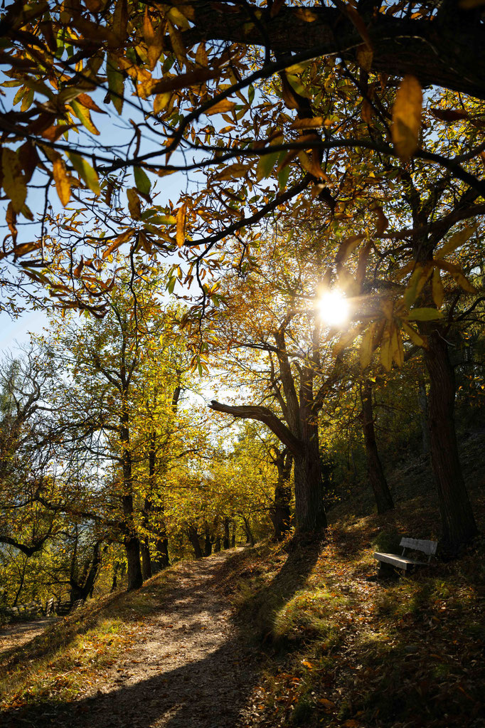 Panoramaweg & Keschtnweg Feldthurns – eine der schönsten Herbstwanderungen im Eisacktal, Südtirol ©Marika Unterladstätter