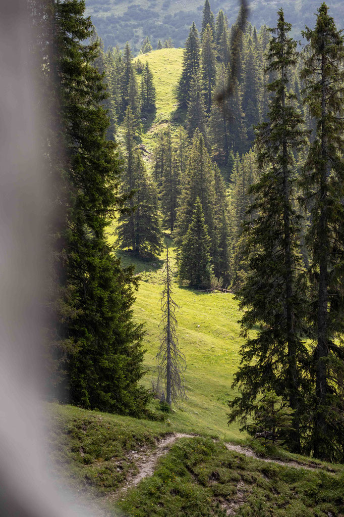 Sonnendurchflutete Almwiesen und dichte Bergwälder prägen die ursprüngliche Landschaft rund um DER ENGEL im Tannheimertal. Direkt vor der Hoteltür laden zahlreiche Wanderwege dazu ein, die Natur des Tannheimertals in aller Ruhe zu entdecken.