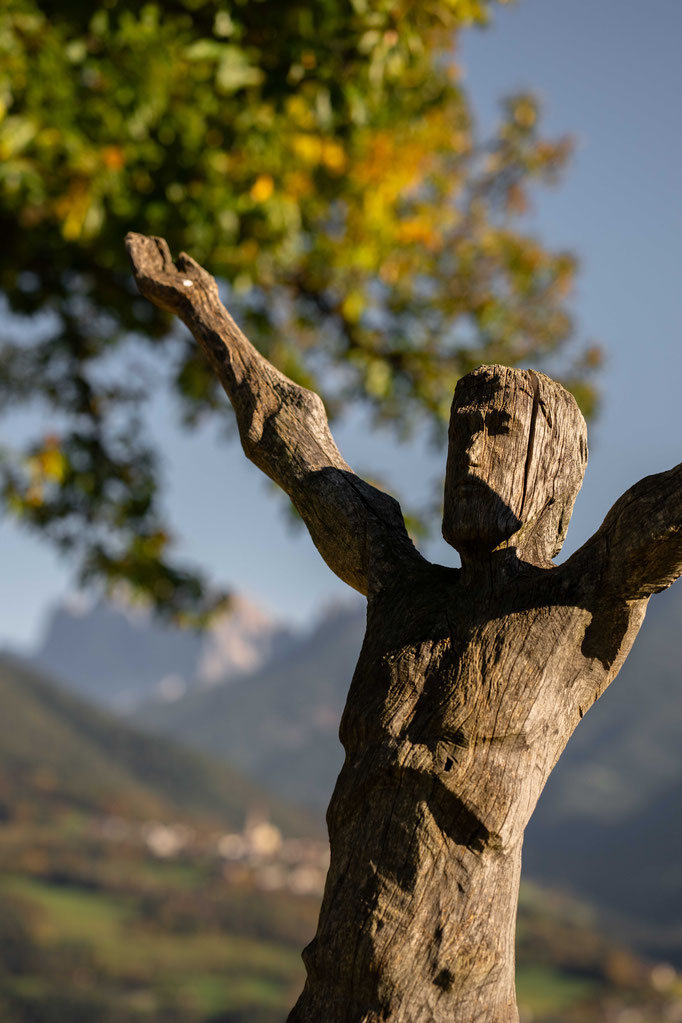 Panoramaweg & Keschtnweg Feldthurns – eine der schönsten Herbstwanderungen im Eisacktal, Südtirol ©Marika Unterladstätter