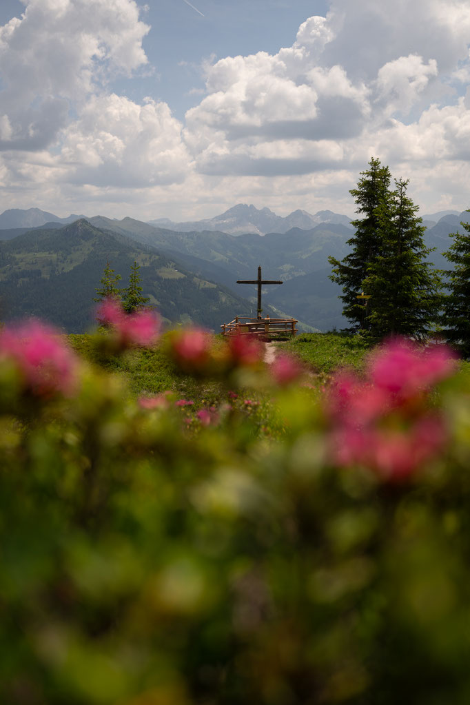 Blick durch die Almrosen zum Gipfelkreuz des Liechtensteinkopfs im Großarltal