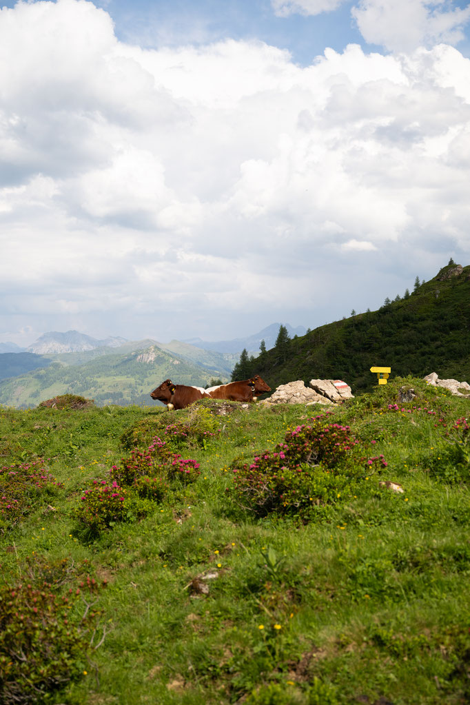 Almidylle im Großarltal, Almrosen, Kühe und der Blick ins Großarltal