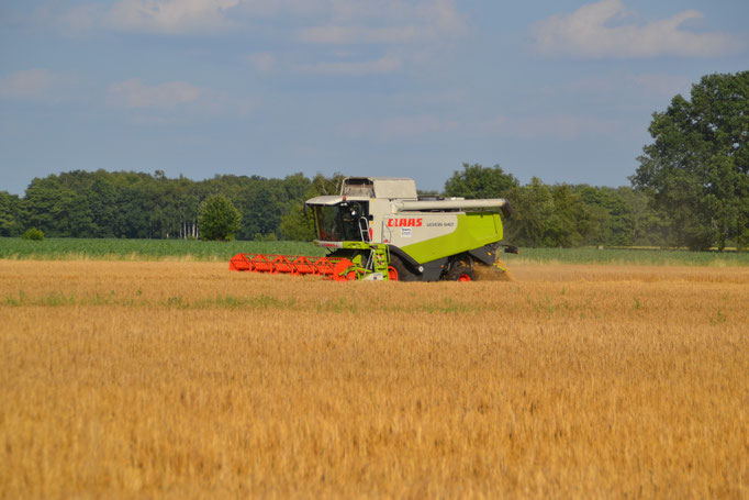 Claas Lexion 640 und 540, Gerste drescheen
