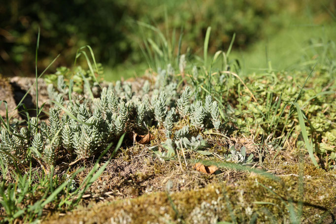 Vegetation auf der Trockenmauer - Foto: NABU/C. Wazinski