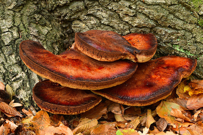 Leberreischling (Foto: Achim Schumacher)