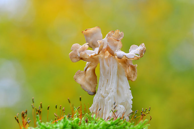 Herbstlorchel (Foto: Achim Schumacher)