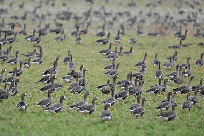 Wildgänse am Niederrhein (Foto: Achim Schumacher)