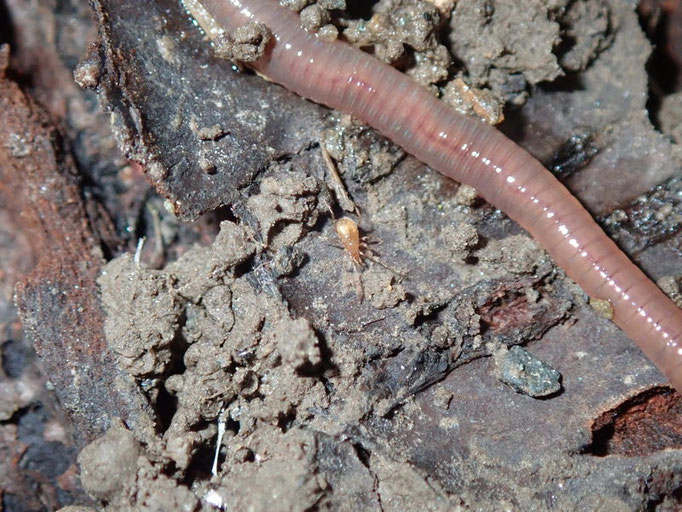 Raubmilbe neben Regenwurm (Foto: Andreas Hurtig)