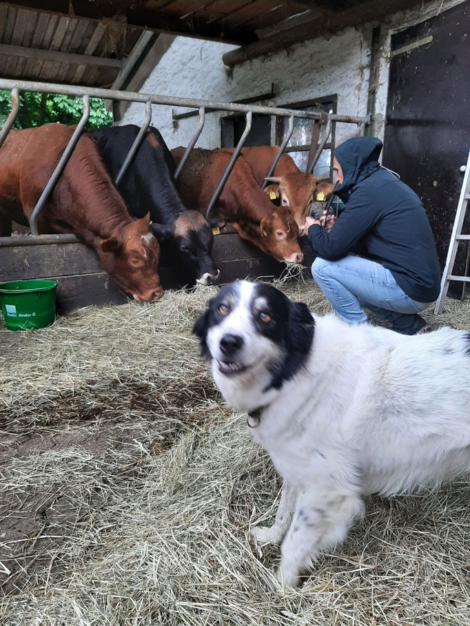 Hund Happy ist immer dabei (Foto: Tanja Malchow)
