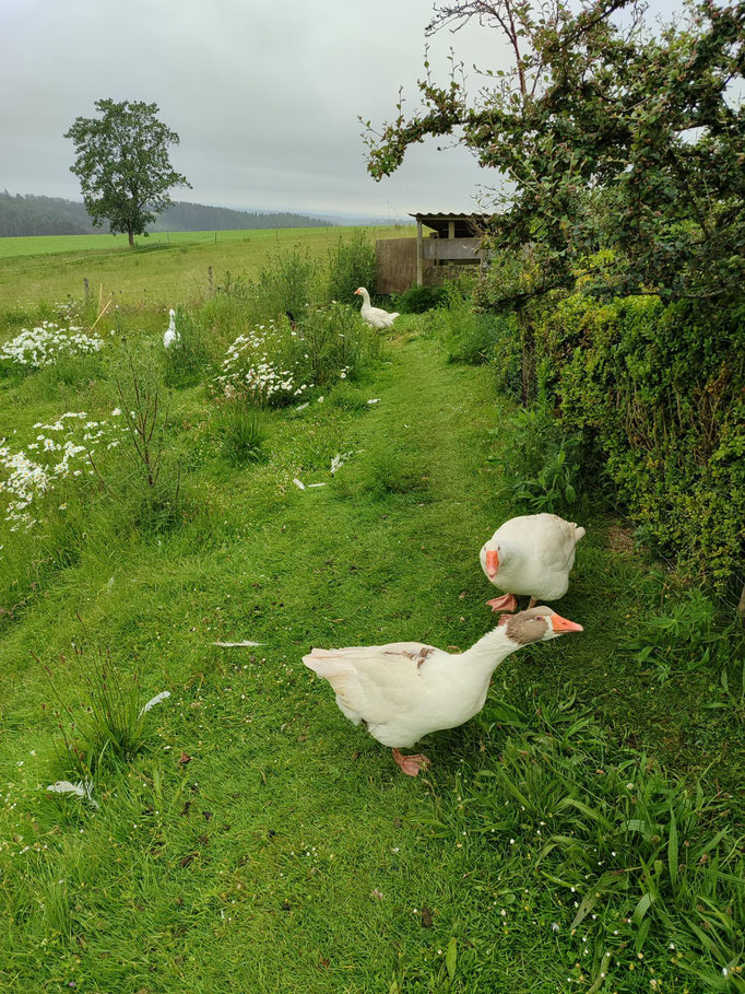 Gänseidyll (Foto: Timon Turban)