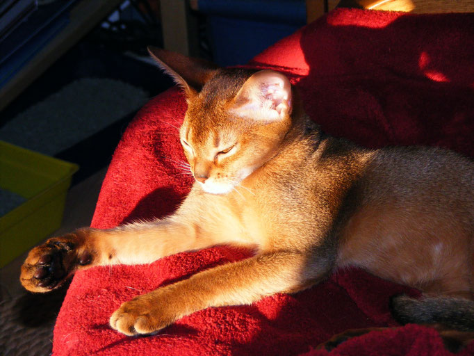 Ashoka nimmt ein Sonnenbad