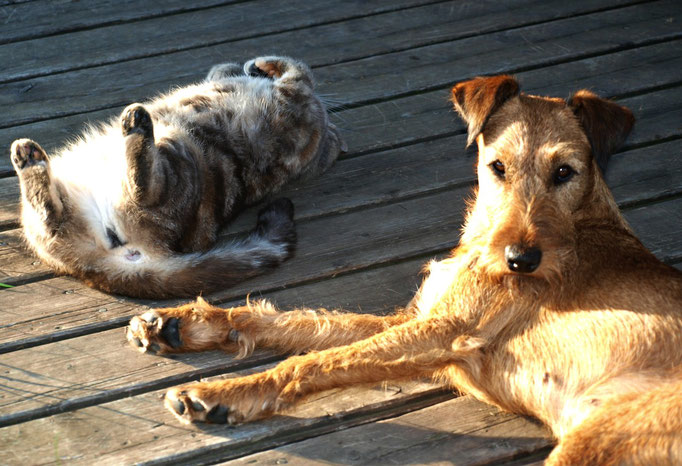 Mit Hunden fühlt sich Samantha am wohlsten - Sonnenbad mit Grace