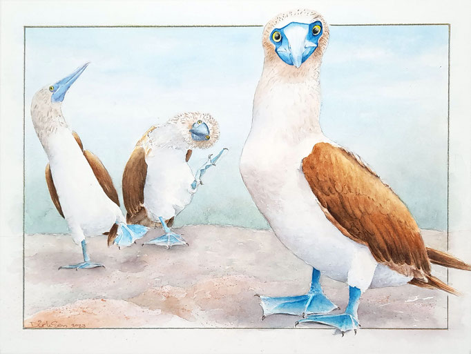 rare jongens, die blauwvoetgenten, aquarel 30 x 40 cm
