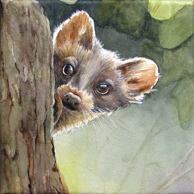boommarter, aquarel