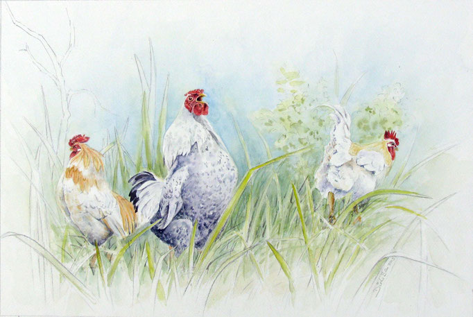 kippedriftjes, aquarel