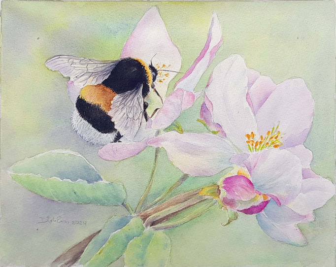 bij in de appelbloesem, aquarel zonder glas 18 x 24 cm