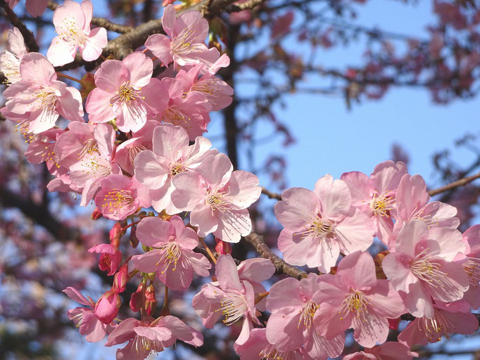 2020/02河津桜（林試の森公園） by @&@