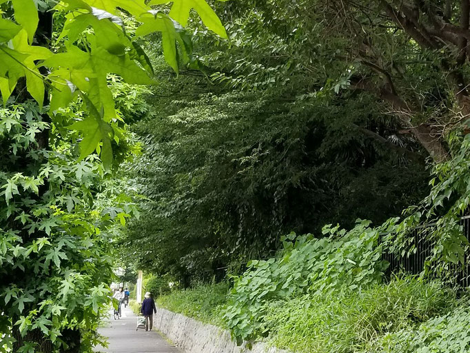 2019/07緑陰の道 東京医療センター脇歩道 by @&@