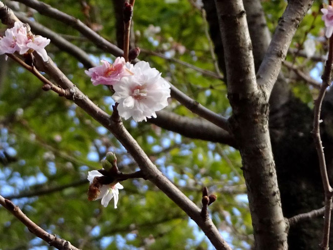 2022/12　十月桜（東山公園）　せいめいくん