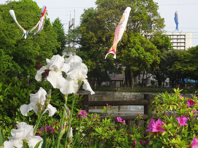 2019/05こいのぼり（碑文谷公園） by @&@