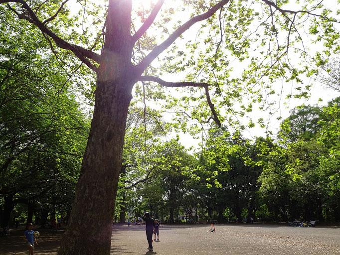 2019/05新緑（林試の森公園） by @&@