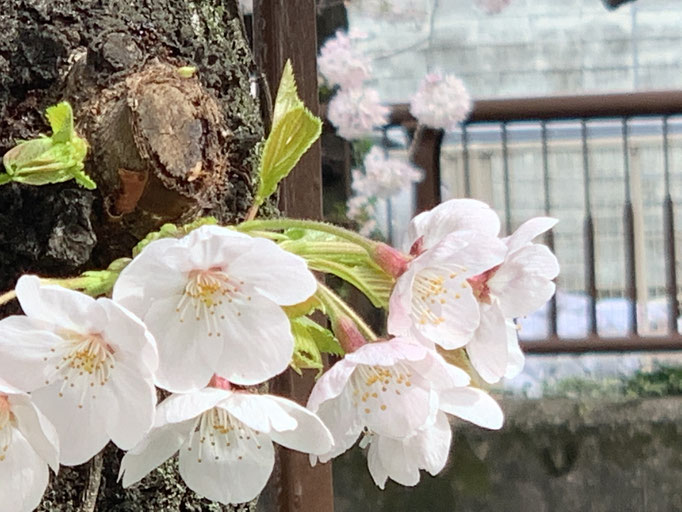 2021/03目黒川の桜