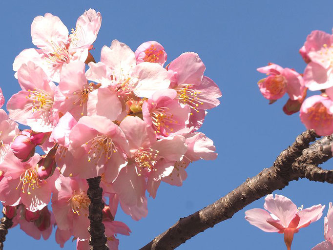 2023/2　河津桜（林試の森公園）　せいめいくん