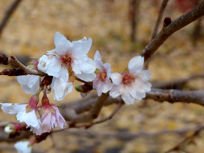 2022/12　十月桜（東山公園）　せいめいくん