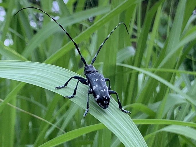 2021/06 ゴマダラカミキリ　中目黒公園