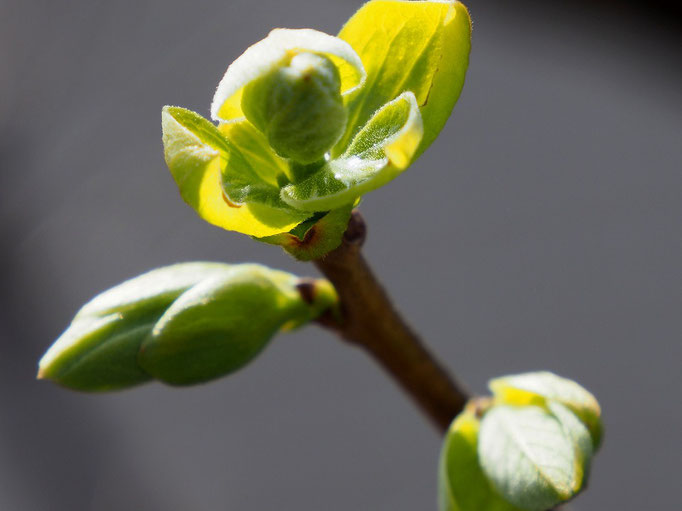 2019/04カキノキの新芽  by @&@