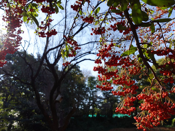 2020/11 ピラカンサ　駒場野公園