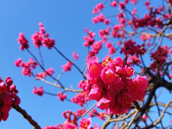 2023/3　寒緋桜（東山公園）　せいめいくん