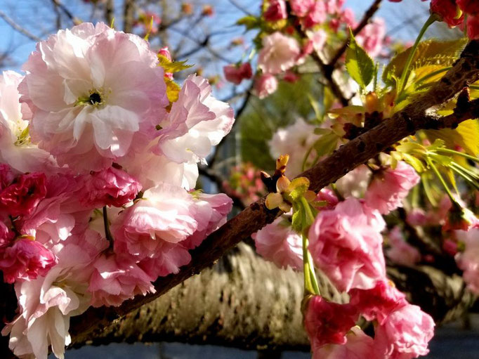 2022/04八重桜　東山公園　by @&@ 