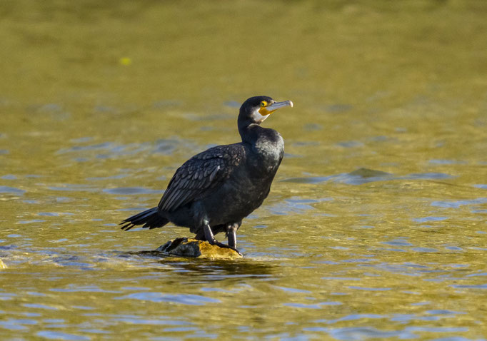 Kormoran