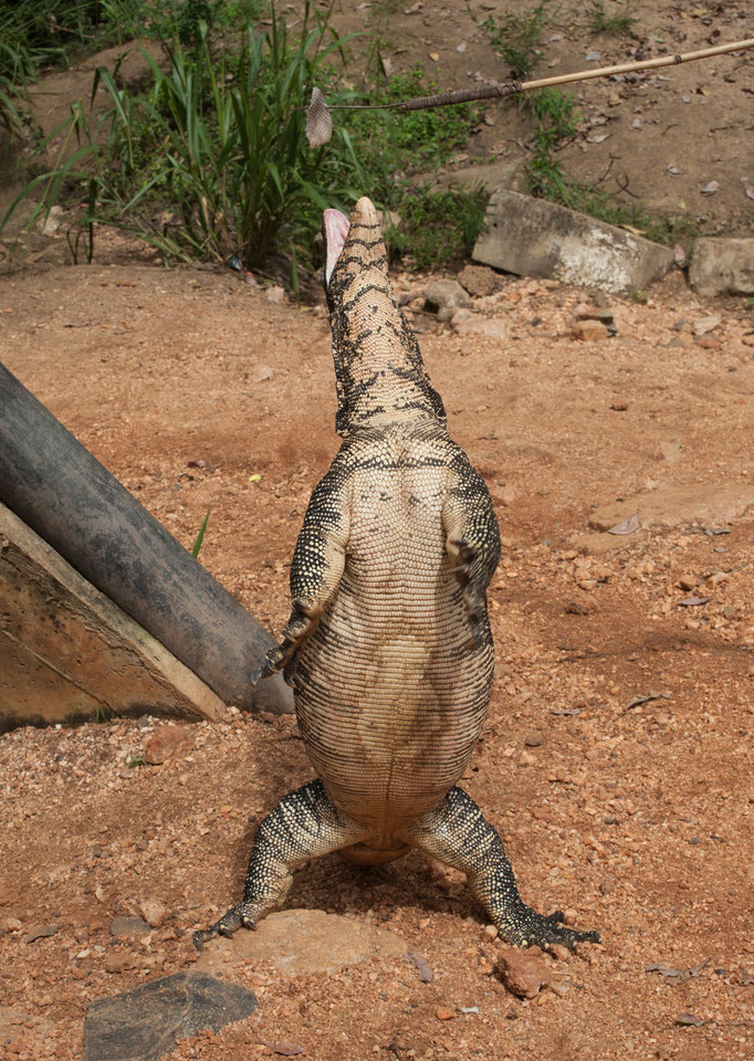 Sri Lanka - Wasserwaran