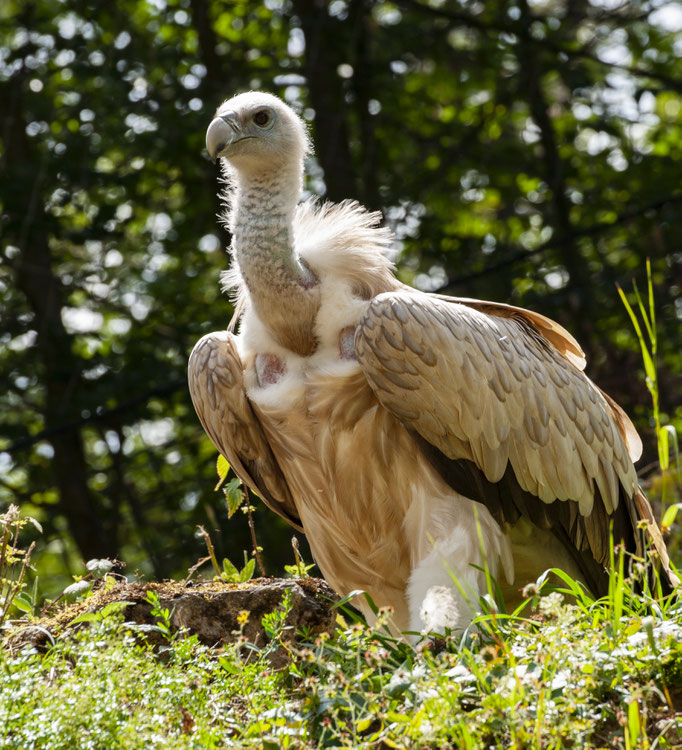 Wildpark/Bad Mergentheim