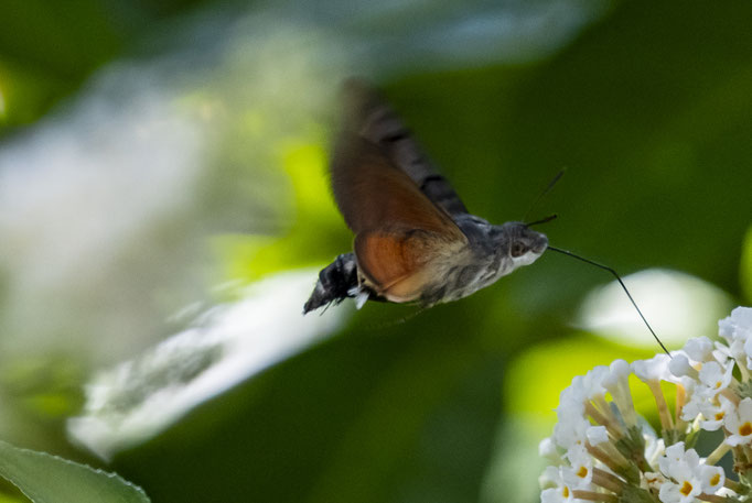 Kolibri, Foto: Jovita Warda