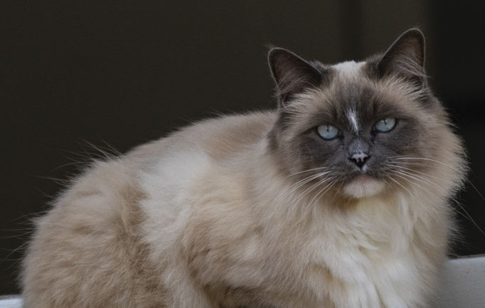 Siamkatze